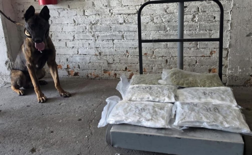 Binomios caninos detectan marihuana en paqueterías de Aguascalientes; aseguran cinco kilos.
Foto: Especial.