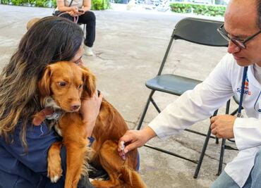 Vacunan a 250 mascotas en la Semana de Vacunación Antirrábica en alcaldía Benito Juárez