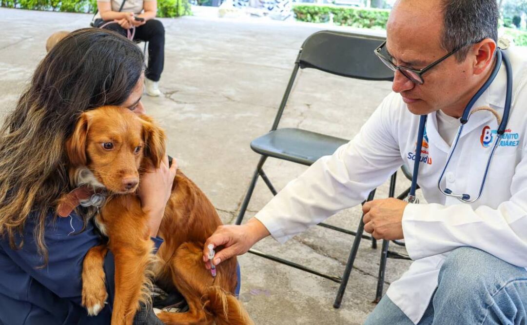 Aplican 250 dosis de vacunas en Semana de Vacunación Antirrábica en alcaldía Benito Juárez (28/09/2025). Foto: Especial