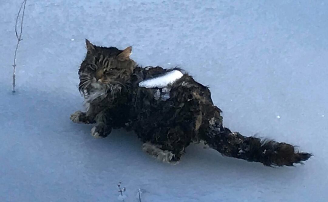 Foto: Facebook / Newton NH Police Department