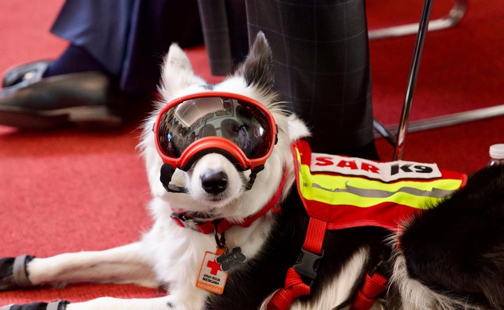 Un can con chaleco de la Cruz Roja participó en la jornada protocolaria realizada en el Centro Histórico. Foto: Héctor Arjona.
