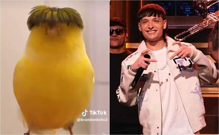 VIDEO: Pajarito luce peinado de Peso Pluma y causa furor en TikTok