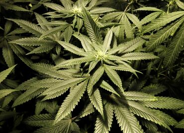 Mexico could have state-owned cannabis company