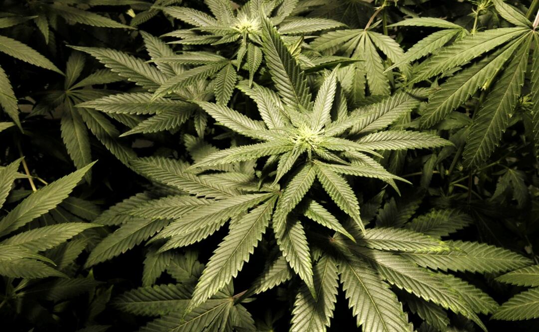 Marijuana plants are seen at an indoor cultivation – Photo: Andres Stapff/REUTERS	