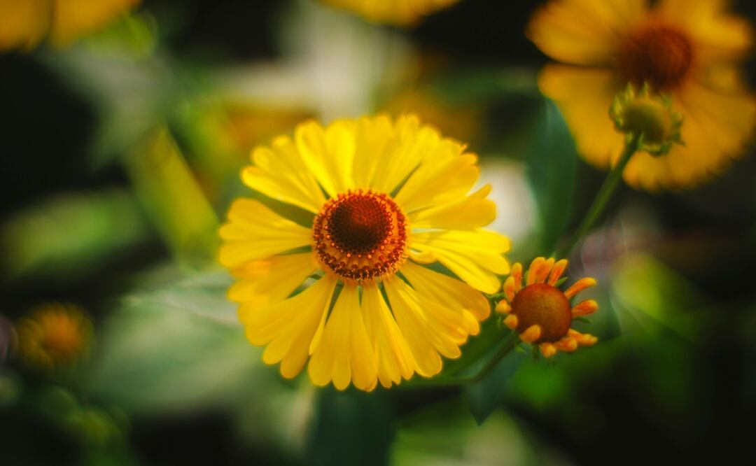 Flores | Foto: Pexels