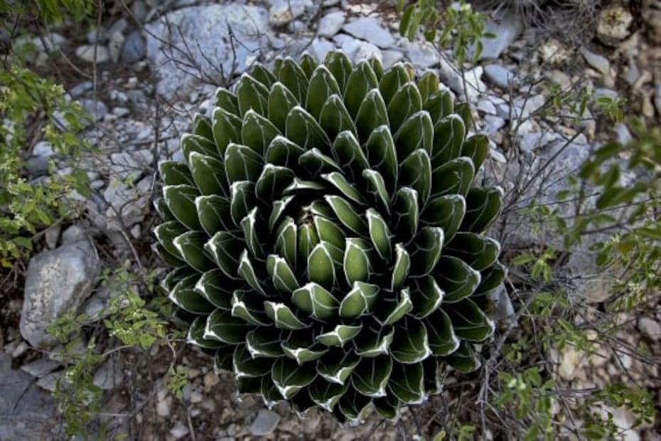 Parque Nacional Cumbres de Monterrey: maravilla natural con cañones, cuevas y osos