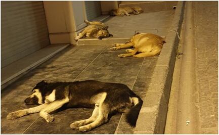 ¡Con los lomitos no! Turquía aprueba polémica ley para eliminar a perros callejeros