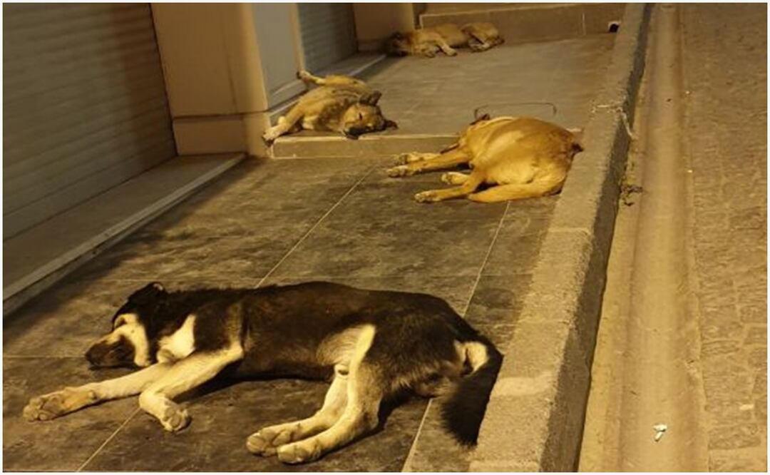 El gobierno del presidente de Turqióa, el islamista Recep Tayyip Erdogan, ha prometido "limpiar las calles" y trasladar a todos los perros a perreras para que puedan ser adoptados. Foto: Archivo/ EL UNIVERSAL