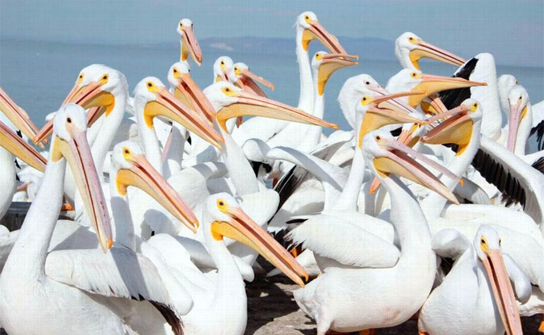 Se prohibió manipular aves silvestres en el área donde se detectaron los pelícanos contaminados. Foto: Archivo EL UNIVERSAL