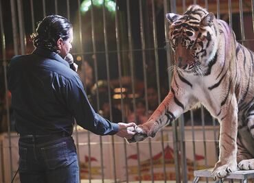 Plantean regreso de animales a circos; son "asesinos" quienes los prohibieron, dicen