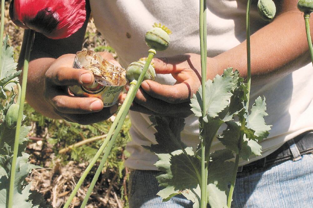 Análisis. El Congreso de Guerrero dice que la prohibición del cultivo de amapola no ha erosionado su oferta y compra ilegal (ARCHIVO EL UNIVERSAL)