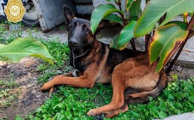 Policías resguardan a perrito extraviado en Azcapotzalco; buscan a sus dueños