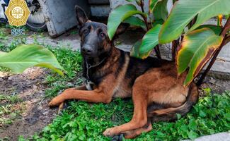 Policías resguardan a perrito extraviado en Azcapotzalco; buscan a sus dueños