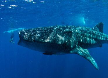 Hoy es el Día Internacional del tiburón ballena