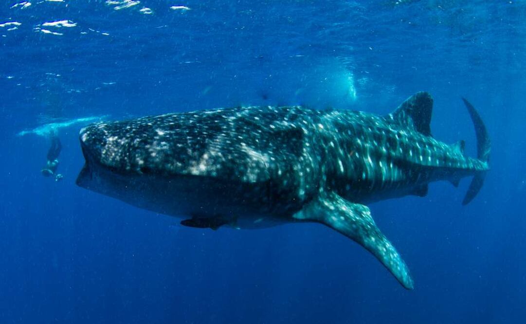 Puede medir de 12 a 18 metros de largo. (Foto: Cortesía Ecocolors)