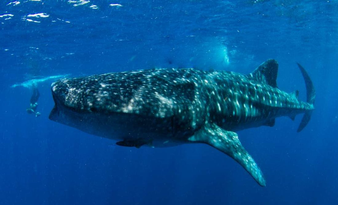 Puede medir de 12 a 18 metros de largo. (Foto: Cortesía Ecocolors)