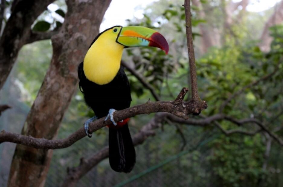 ¿Qué es y dónde está el Cañón del Sumidero?