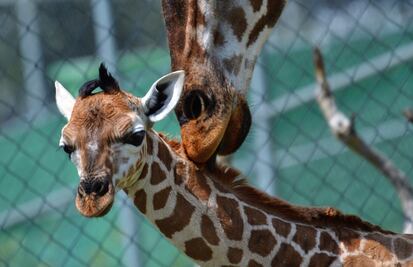 Nace jirafa en zoológico de Ecatepec 