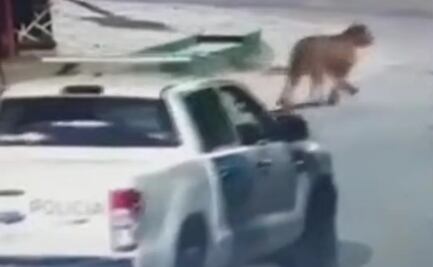 Pánico en Argentina: dos pumas andan sueltos por las calles en Villa Gesell; piden a vecinos a no salir de sus casas