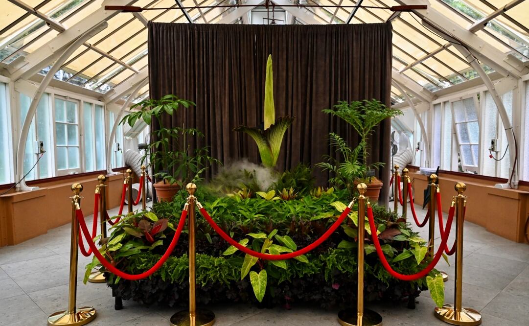 El titan arum o flor del cadáver, apodada Putricia, florece en el Real Jardín Botánico de Sydney, Australia. Foto: EFE