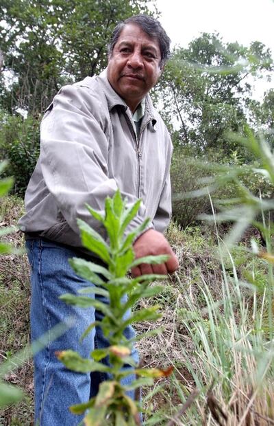 Plantas fumables para cultivar que son legales 