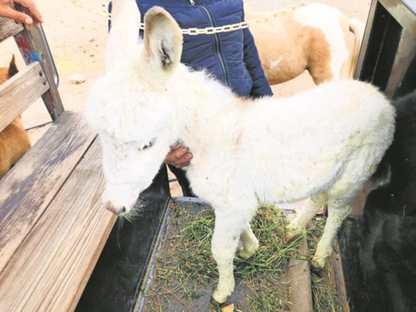 Burrolandia, el amor por la preservación