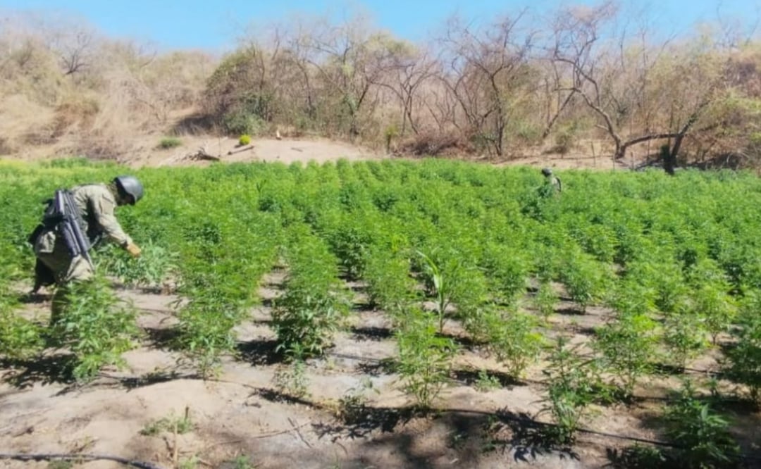 Destruyen plantío con 105 toneladas de marihuana en Jalisco.
Foto: Especial