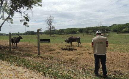 Profepa inspecciona zoológicos en todo el país
