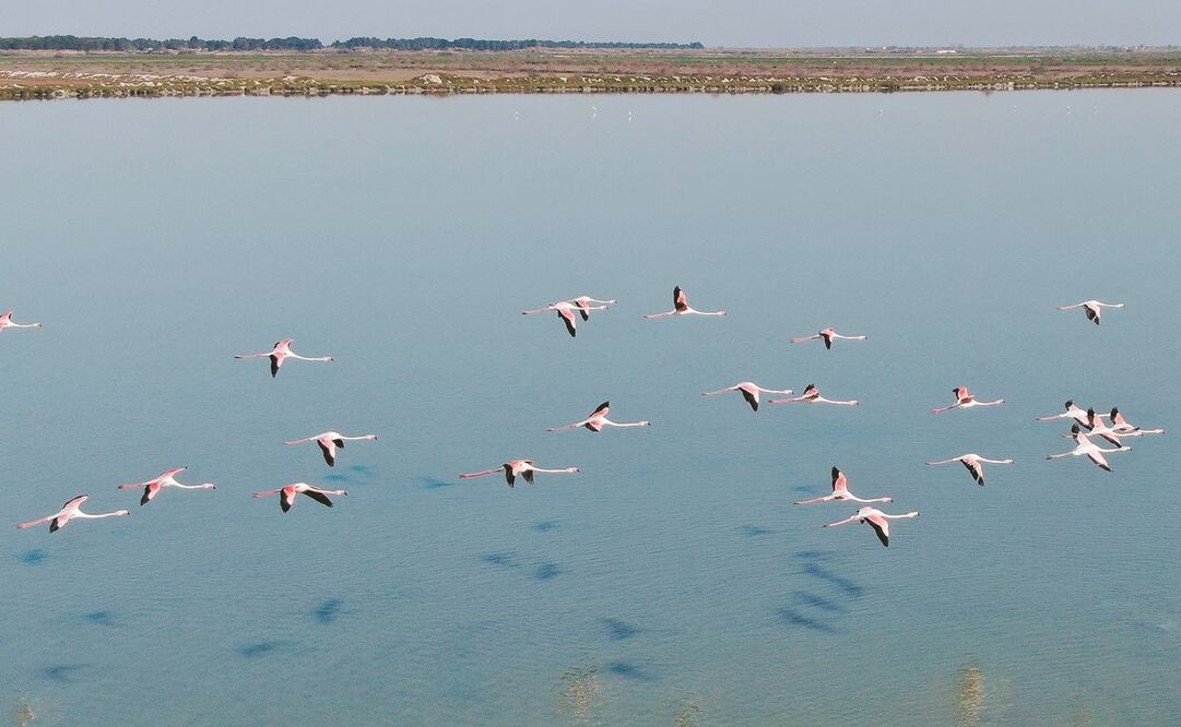 Flamencos en la laguna de Narta, cerca de la ciudad Vlora, en Albania. Foto: GENT SHKULLAKU. AFP