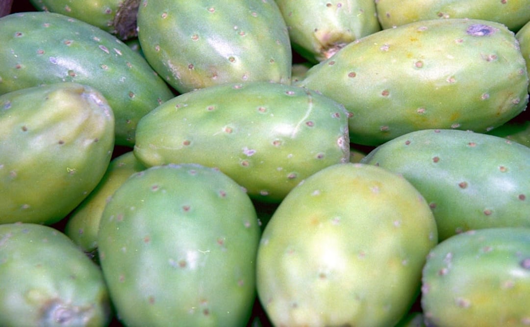 In Mexico, this fruit is called “tuna” - Photo: File photo/EL UNIVERSAL