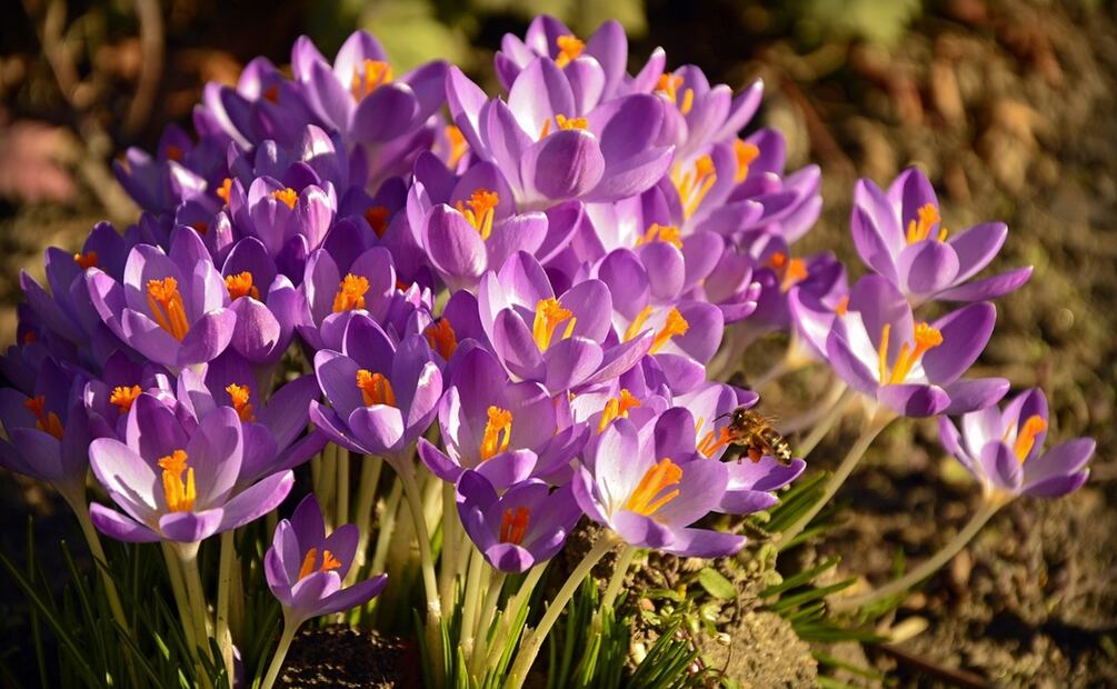 Foto: Wenzlerdesign / Pixabay