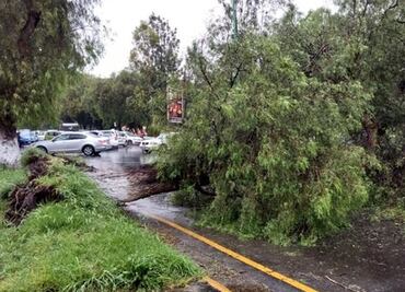 Lluvia provoca caída de árbol en Cuautitlán Izcalli
