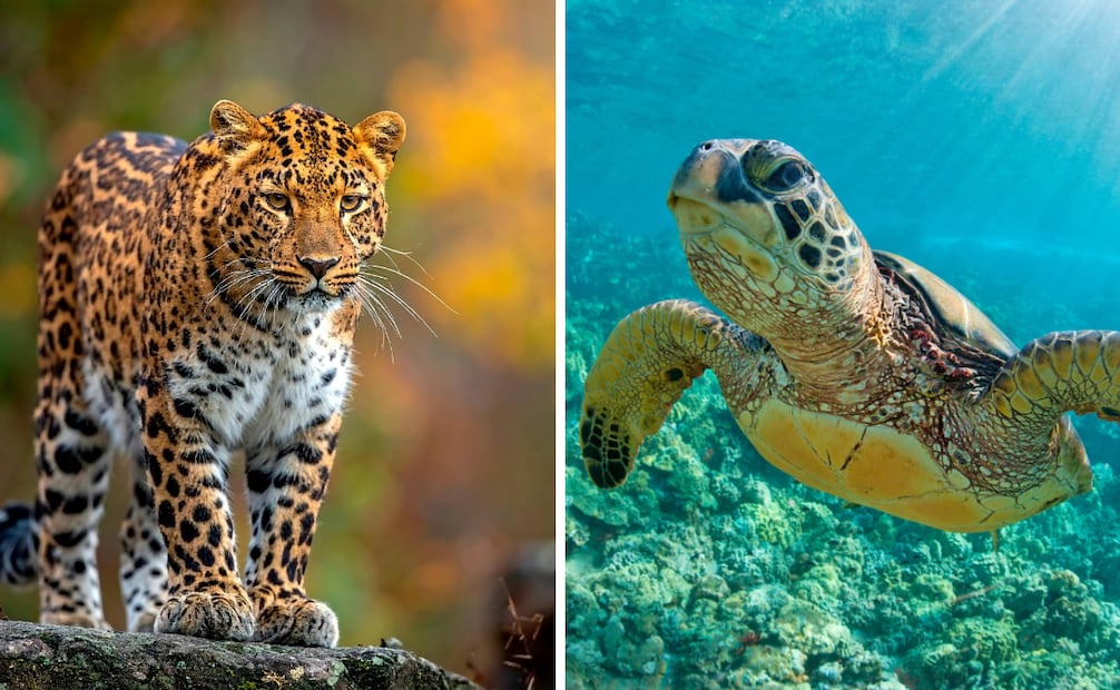 Mahahual es el hábitat natural de decenas de especies en peligro de extinción, como el jaguar y las tortugas marinas. Foto: Canva y Gobierno de México