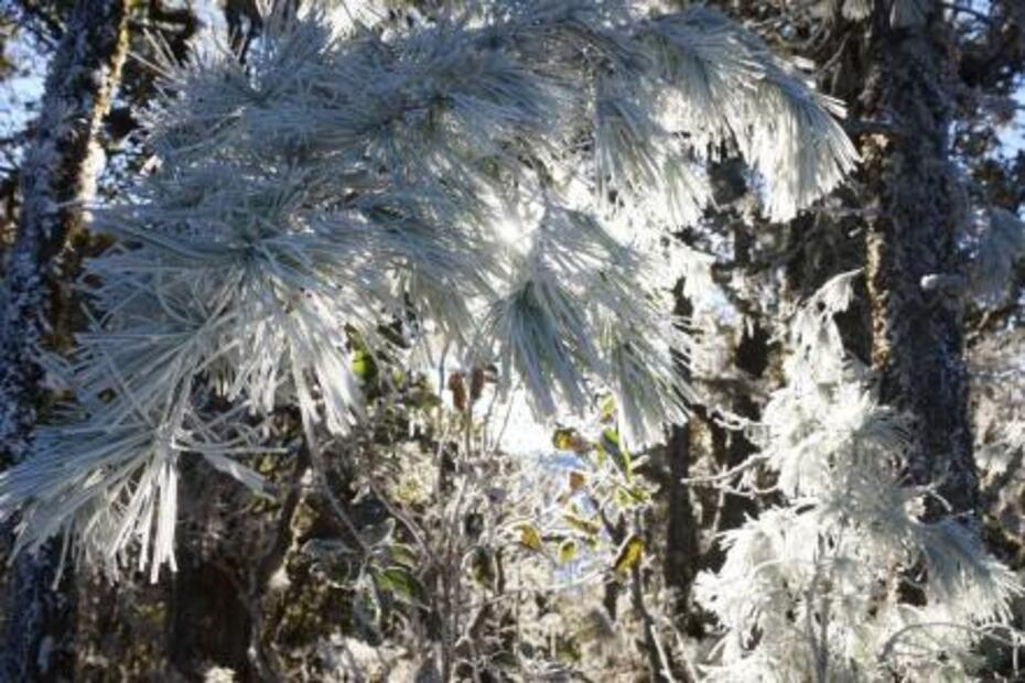 Pese al frío, actividades no paran en Sierra Juárez Oaxaca