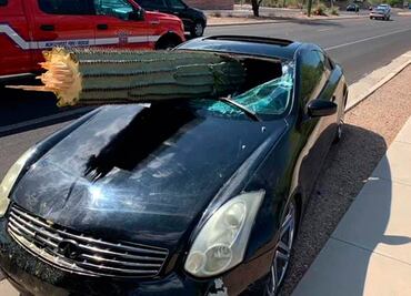 Cactus atraviesa parabrisas de auto; el conductor sale ileso