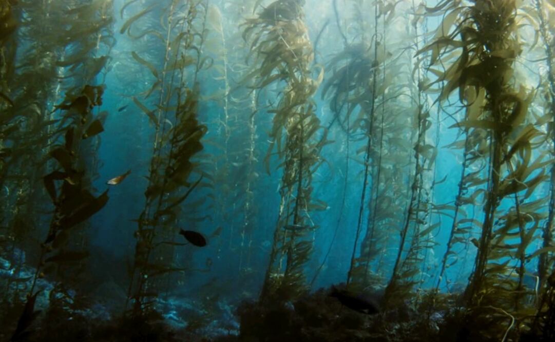 Bosques y praderas bajo el agua