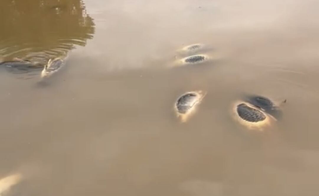 Reportan muerte masiva de peces en el Río Yaqui. Foto: especial