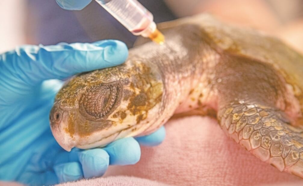 Reconectar con la naturaleza, el propósito de la serie "A perfect planet"