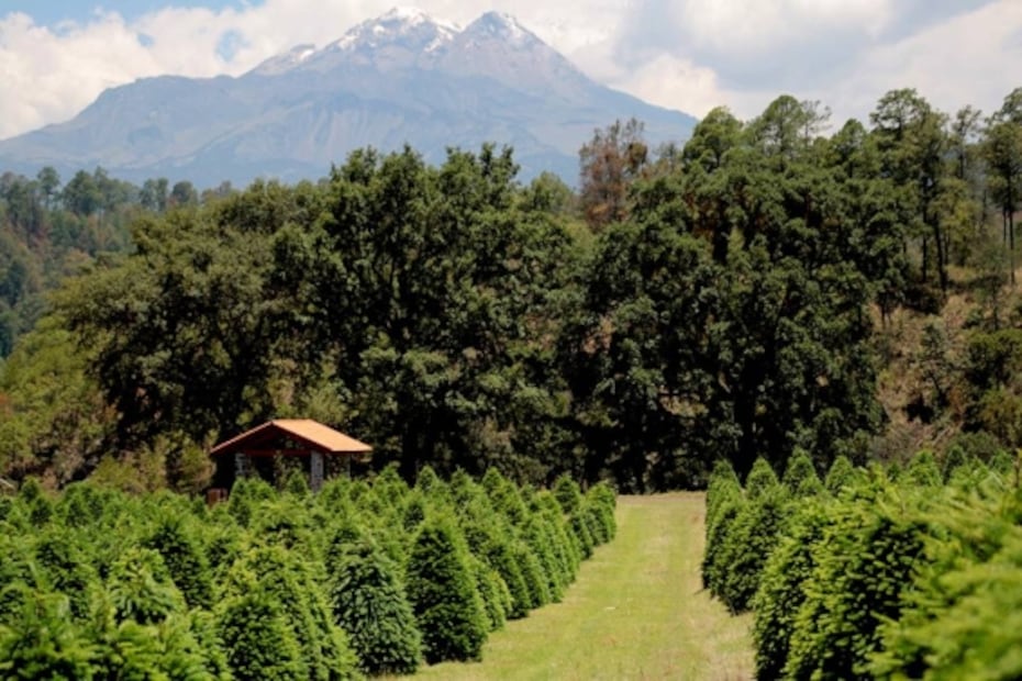 6 lugares donde comprar tu árbol de Navidad y pasar un gran día