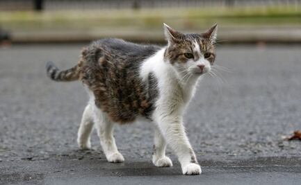 Larry, el "Jefe Cazador de Ratones", celebra 15 años en el gobierno británico; el felino que ha visto pasar a seis primeros ministros