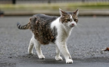 Larry, el "Jefe Cazador de Ratones", celebra 15 años en el gobierno británico; el felino que ha visto pasar a seis primeros ministros