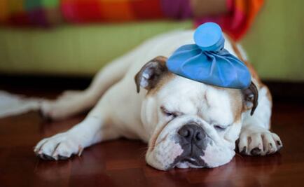 Bríndale a tu mascota una pronta recuperación