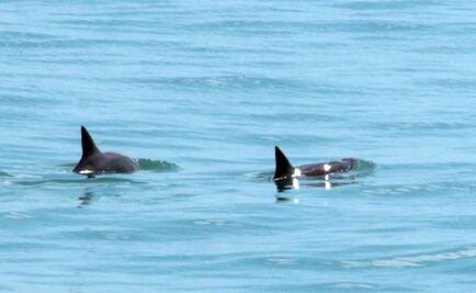 Reportan avistamiento de seis vaquitas marinas en aguas mexicanas