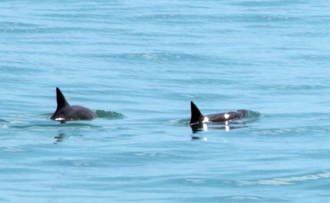 AFP PHOTO / SEA SHEPHERD CONSERVATION SOCIETY