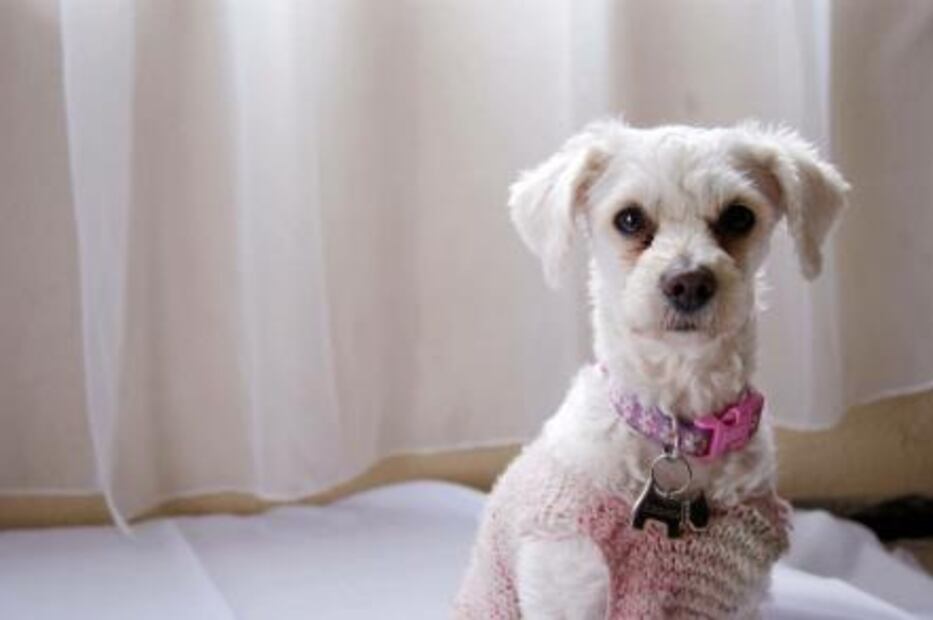 Ésta es la mejor manera de celebrar el Día Mundial del Perro