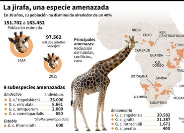 La jirafa y la amenaza de "extinción silenciosa" en África