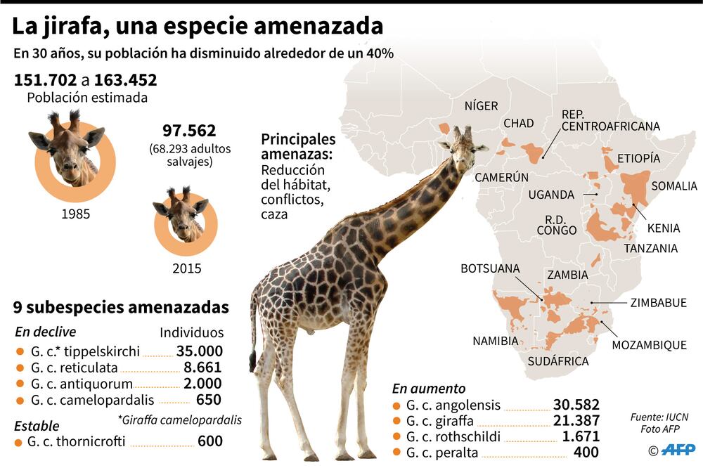 La jirafa y la amenaza de "extinción silenciosa" en África