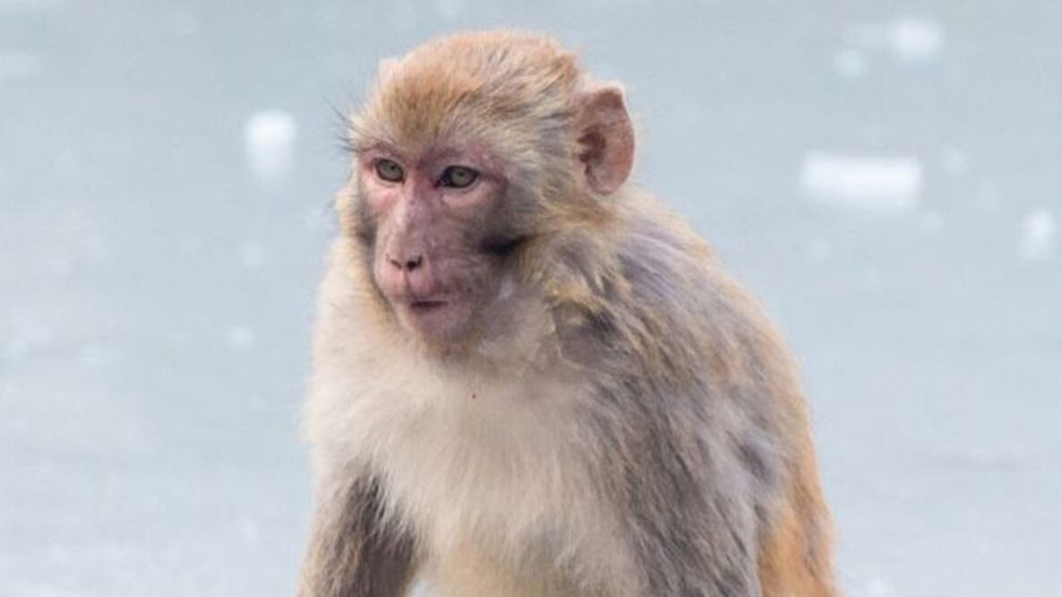 Monos Rhesus tuvieron resultados alentadores en pruebas de ensayo de vacunas contra el coronavirus. Foto: Getty Images vía BBC