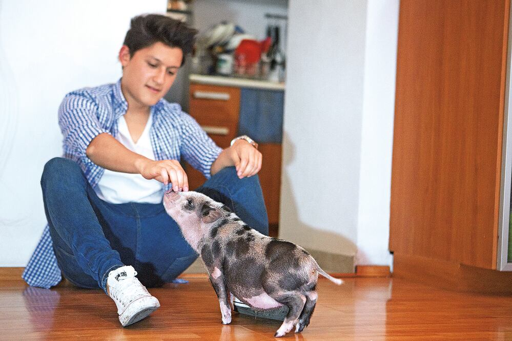 'Lucky' es “el rey” en la casa de la familia García Díaz. Le fascinan las uvas y en sólo una semana aprendió a ir al baño al lugar adecuado, comentan sus 'padres' (CRISTOPHER ROGEL BLANQUET. EL UNIVERSAL)