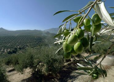 Andalucía extiende sus sabores